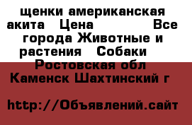 щенки американская акита › Цена ­ 30 000 - Все города Животные и растения » Собаки   . Ростовская обл.,Каменск-Шахтинский г.